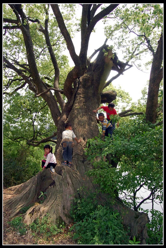 Laughter echoes through the branches—childhood climbs high and fearless.