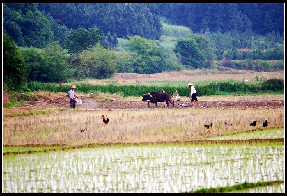 Farmers working in a lush green paddy field during springtime, using traditional plows.