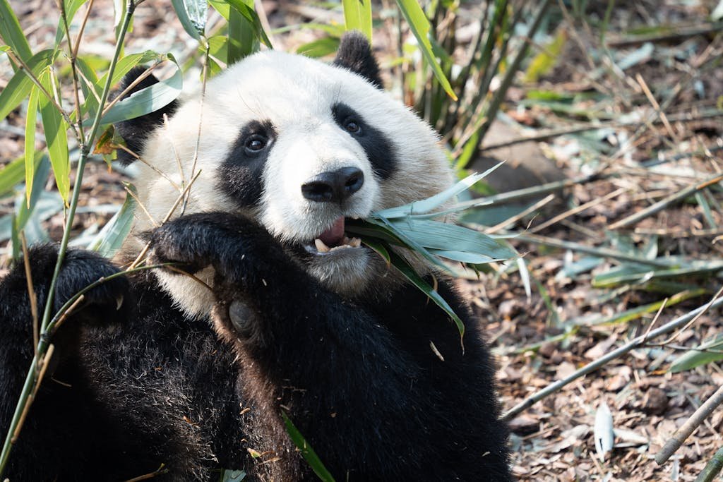 Close-up of a giant panda enjoying bamboo in a natural setting in Chengdu, China.
